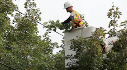 Fe Tree Trimming 3