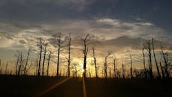 In the aftermath of the Bastrop Complex Fire of 2011, PEC focused on wildfire mitigation and controlled factors impacting ignition. In the aftermath of the Bastrop Complex Fire of 2011, PEC focused on wildfire mitigation and controlled factors impacting ignition.