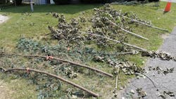 These branches were used during branch retention testing. These branches were used during branch retention testing.