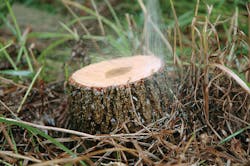 Basal cut-stump treatments and other herbicide applications can be used to enhance mechanical control methods for long-term control of incompatible trees and other woody plants. Basal cut-stump treatments and other herbicide applications can be used to enhance mechanical control methods for long-term control of incompatible trees and other woody plants.