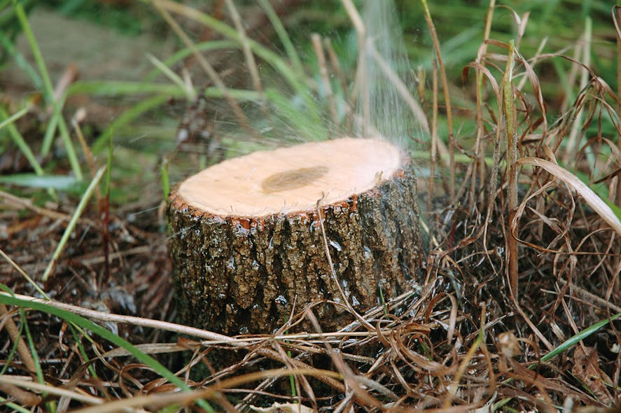 Basal cut-stump treatments and other herbicide applications can be used to enhance mechanical control methods for long-term control of incompatible trees and other woody plants.