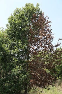 Chemical side-trim applications can be used to control only branches of trees that pose a threat to electrical service reliability. Chemical side-trim applications can be used to control only branches of trees that pose a threat to electrical service reliability.