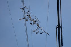 A branch is caught on the conductors. A branch is caught on the conductors.