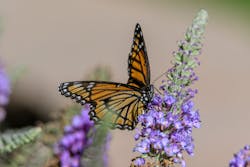 Corteva Br Aug2020 41 Corteva Br Aug2020 41