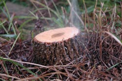 Herbicide application used as part of a cut-stump treatment. Herbicide application used as part of a cut-stump treatment.