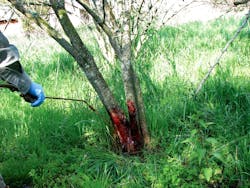 Herbicide application used as part of a basal bark treatment method. Herbicide application used as part of a basal bark treatment method.