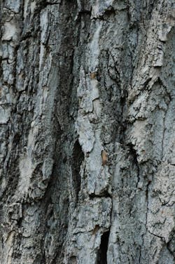 Cottonwood Bark Mature