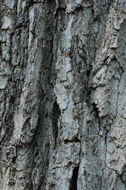 Cottonwood Bark Mature Cottonwood Bark Mature