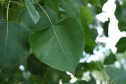 Cottonwood Leaf 63066a54b3690 Cottonwood Leaf 63066a54b3690