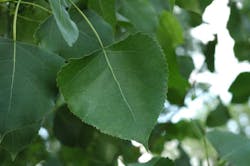 Eastern cottonwood leaves are more triangular and slightly serrated.