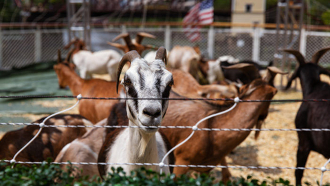 ComEd Goats Have Last Summer Fling Before Heading to Work this Fall | T ...
