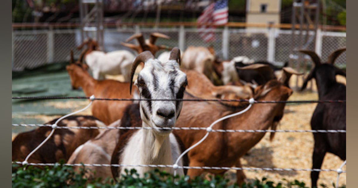 ComEd Goats Have Last Summer Fling Before Heading to Work this Fall | T ...