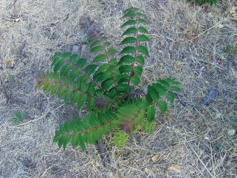 Invasive Watch TreeofHeaven T&D World