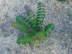 Pulling or digging is an applicable option for tree-of-heaven removal, but only if the entire root system is removed. Pulling or digging is an applicable option for tree-of-heaven removal, but only if the entire root system is removed.