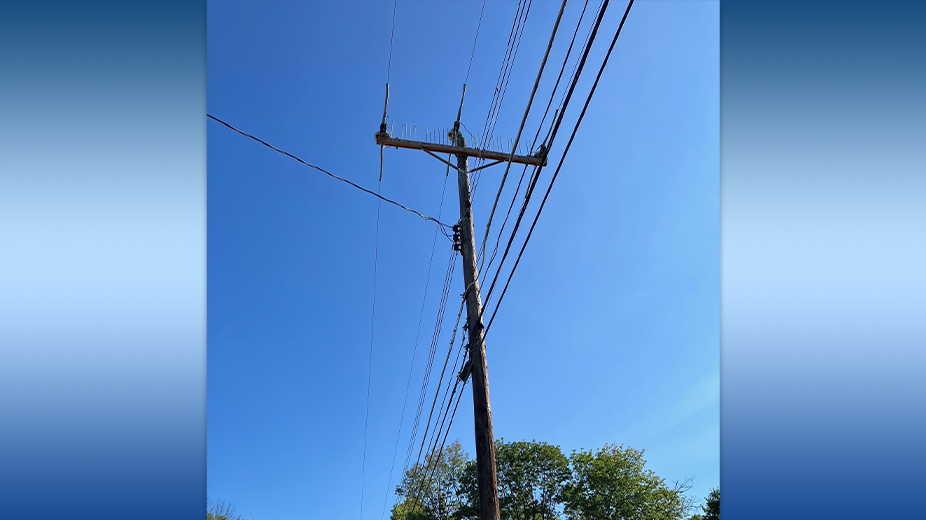 Bird Guards 940x520 633b52ca59ae3