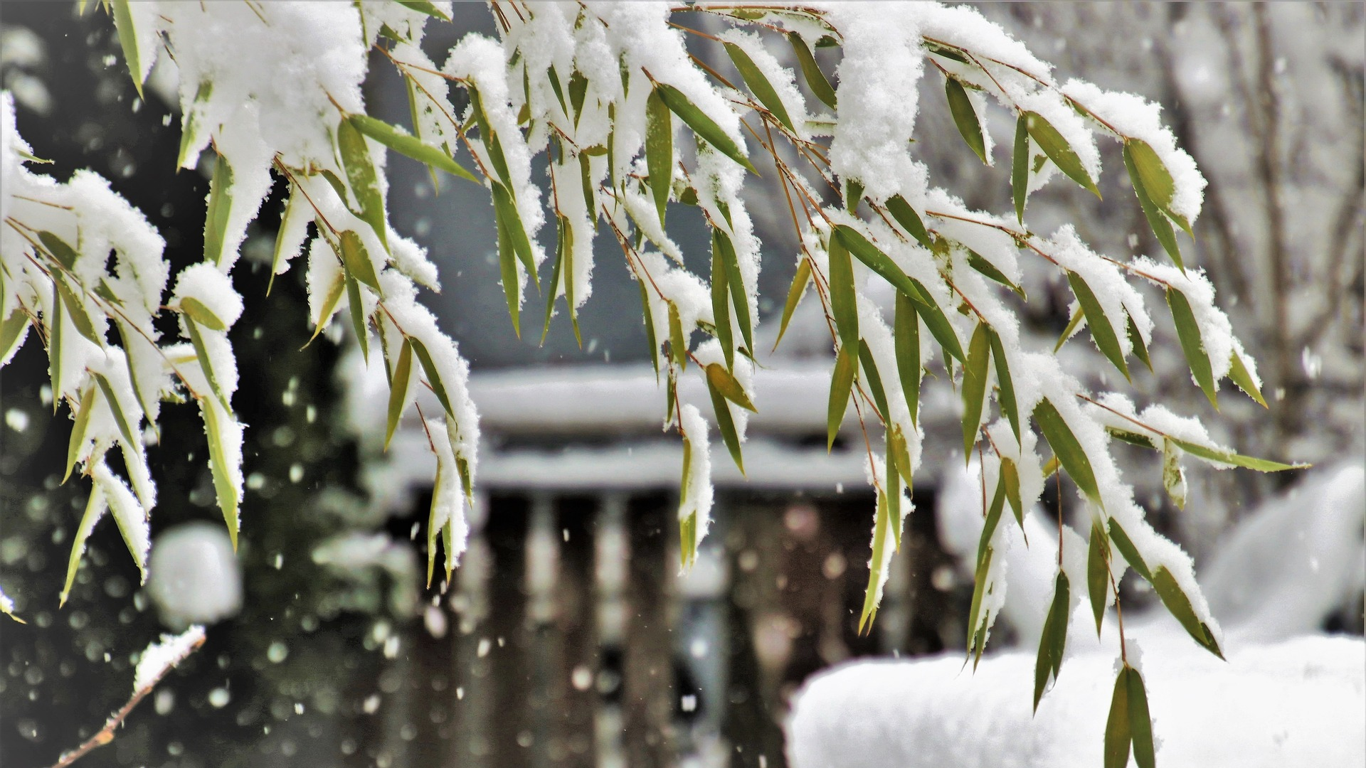 Snowy Green Leaves 636aa64d8b7b1