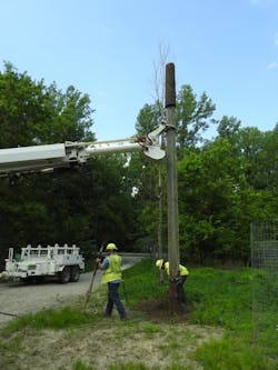 Linemen set a 25-ft cedar pole with artificial bark at the top of the pole to attract the bats.