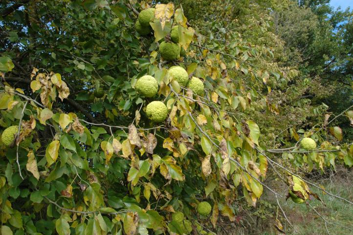 Invasive Watch Osage Orange T&D World