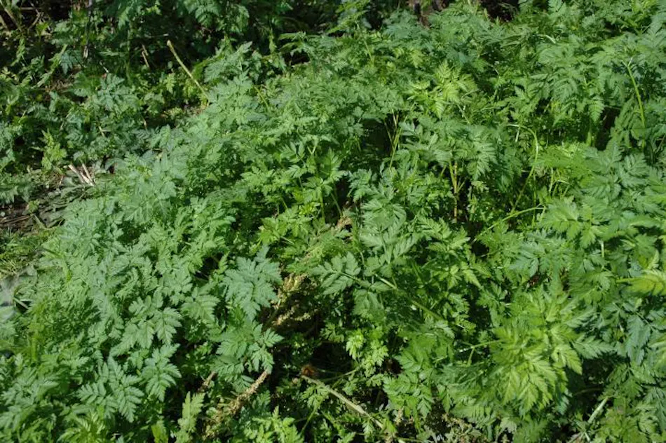 4 Essential Herbicides for Utility Vegetation Managers in 2023 | T&D World