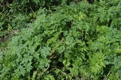 TerraVue&circledR; herbicide from Corteva Agriscience effectively controls poison hemlock and more than 140 other broadleaf weeds and brush species.