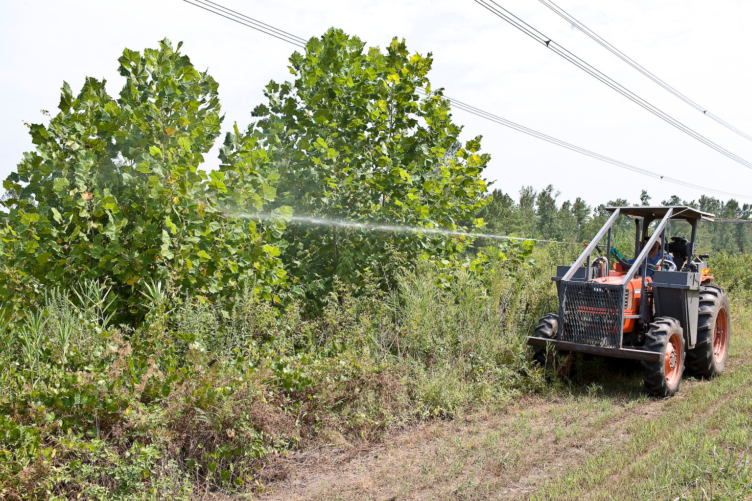 4 Essential Herbicides For Utility Vegetation Managers In 2023 | T&D World