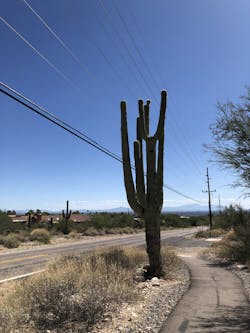 The iconic Saguaro cactus is trimmed beneath a desert distribution line. The iconic Saguaro cactus is trimmed beneath a desert distribution line.