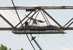 High-voltage clearances are large enough to protect eagles from electrocution, but sometimes too small to protect the system from eagles. High-voltage clearances are large enough to protect eagles from electrocution, but sometimes too small to protect the system from eagles.