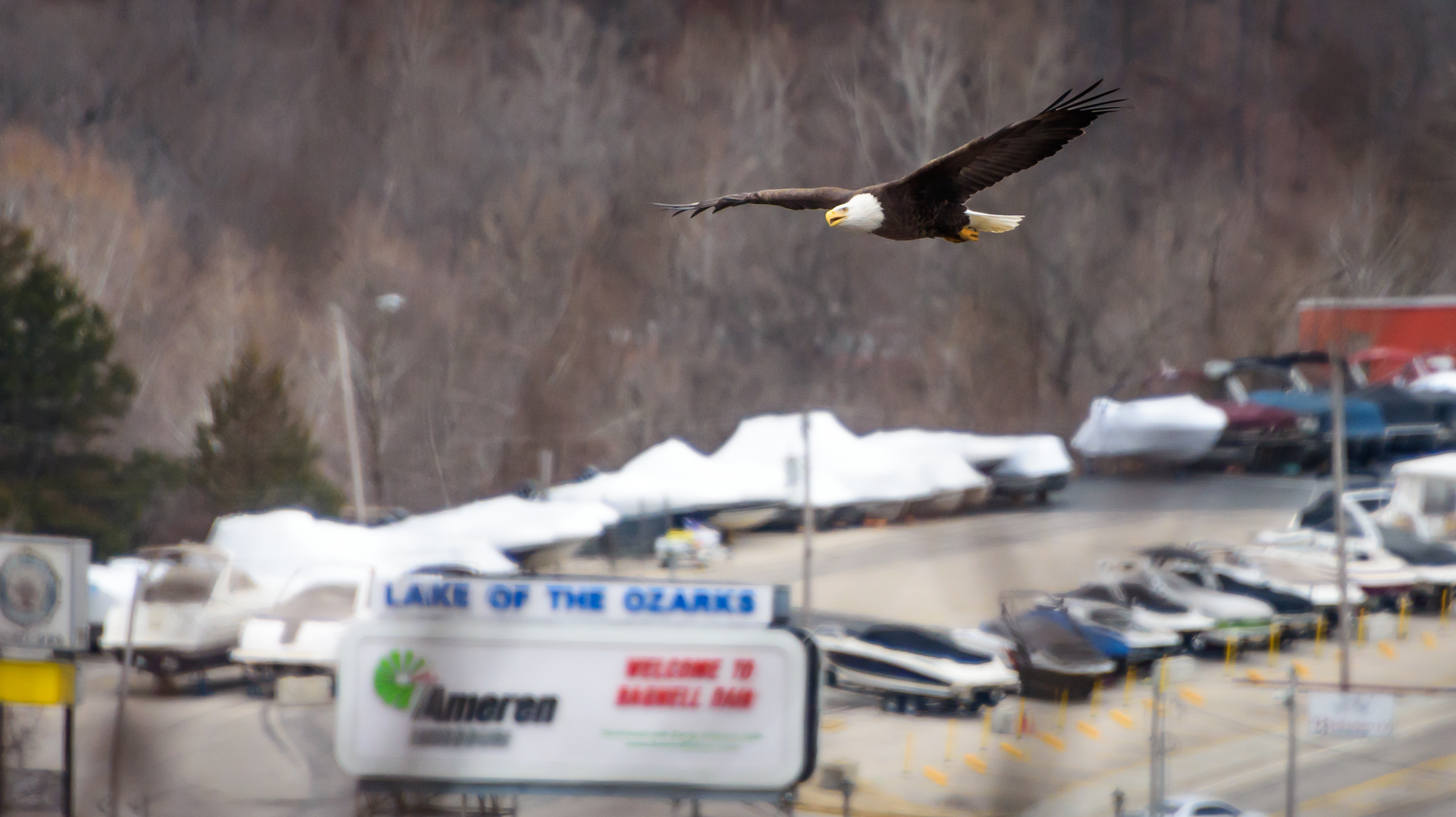 A bald eagle flies over Bagnell Dam at Missouri's Lake of the Ozarks.