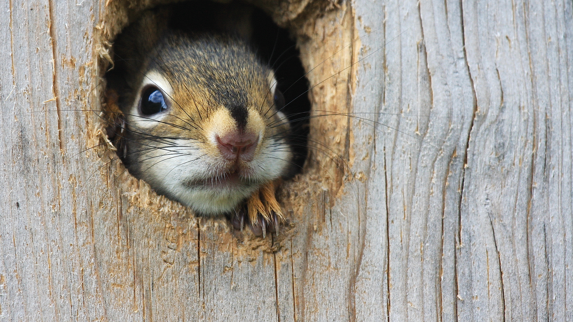 Dreamstime L 10938460