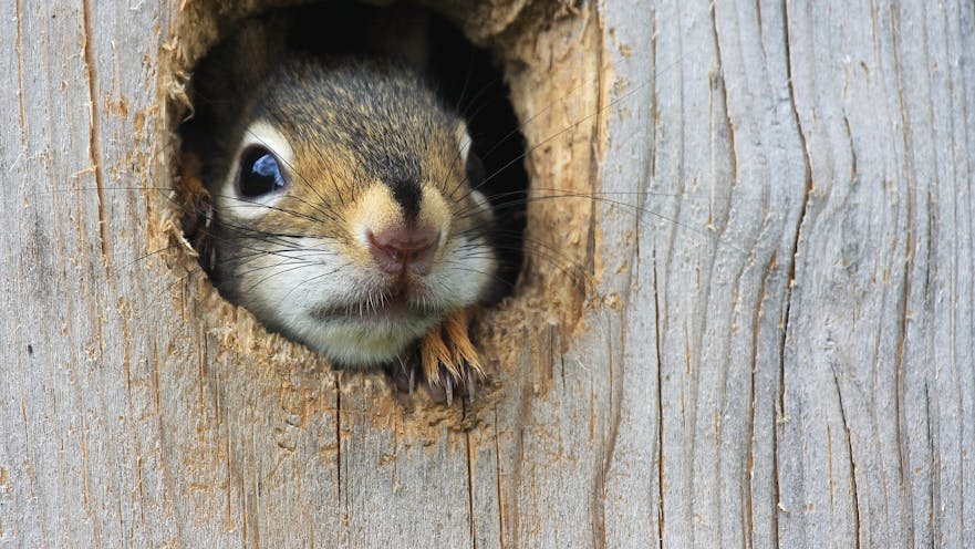 Animal Intruders: The Critters Behind the Outages | T&D World