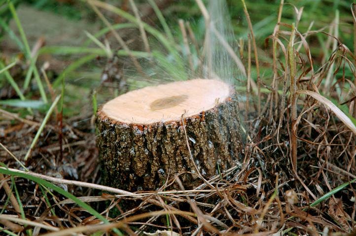 For basal cut-stump treatments, spray all sides and exposed roots until thoroughly wet, but not to the point of runoff.
