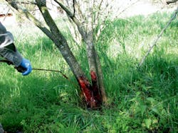 For conventional basal bark treatments, spray until runoff at the ground line is noticeable. For conventional basal bark treatments, spray until runoff at the ground line is noticeable.