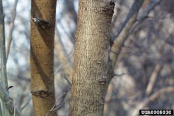 Paul Wray, Iowa State University, Bugwood.org Paul Wray, Iowa State University, Bugwood.org