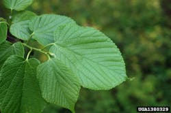 Chris Evans, University of Illinois, Bugwood.org Chris Evans, University of Illinois, Bugwood.org