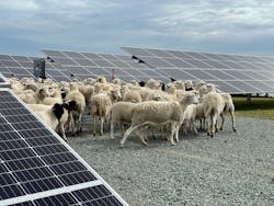 The site uses sheep grazing as the primary vegetation management approach around the panels. The site uses sheep grazing as the primary vegetation management approach around the panels.
