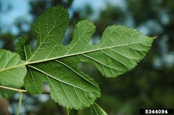 David J. Moorhead, University of Georgia, Bugwood.org David J. Moorhead, University of Georgia, Bugwood.org