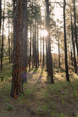 To ensure reliable power for its customers, every five years, SRP crews conduct the Forest 500 project, which identifies trees and other vegetation that pose a risk to the utility’s power system. To ensure reliable power for its customers, every five years, SRP crews conduct the Forest 500 project, which identifies trees and other vegetation that pose a risk to the utility’s power system.