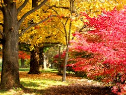 : Missouri's forests feature high tree density and species variety. : Missouri's forests feature high tree density and species variety.