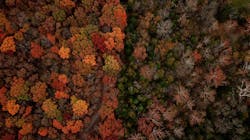 Missouri woodlands in the fall include a low vitality area. Missouri woodlands in the fall include a low vitality area.