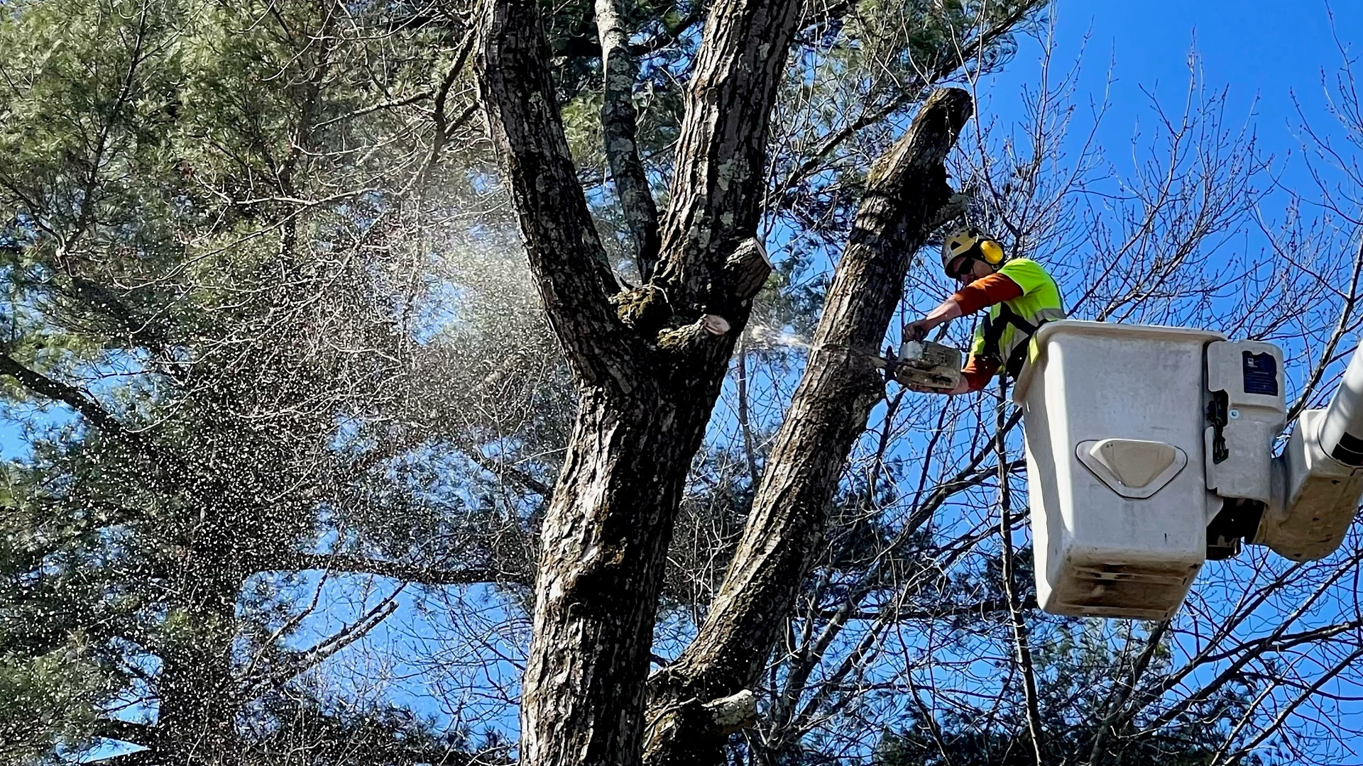 Tree Trimmingab890d44 12ba 47cf Bc19 07de8c715fe1 642c70bb5e5dd