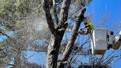 Tree Trimmingab890d44 12ba 47cf Bc19 07de8c715fe1 642c70bb5e5dd Tree Trimmingab890d44 12ba 47cf Bc19 07de8c715fe1 642c70bb5e5dd