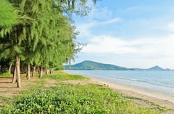Pioneer species, such as ironwood (Casuarina equitsifolia) in Micronesia, are strong trees individually and are stable in stands with the ability to tolerate high wind loads. Pioneer species, such as ironwood (Casuarina equitsifolia) in Micronesia, are strong trees individually and are stable in stands with the ability to tolerate high wind loads.