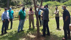The planting of a golden shower tree (Cassia fistula) is an example of successful trees (four years of growth originated from a bagged seedling) in Port of Spain, the capital of Trinidad and Tobago. (Inset) The vibrant blooms of golden shower trees are important for pollinators. The planting of a golden shower tree (Cassia fistula) is an example of successful trees (four years of growth originated from a bagged seedling) in Port of Spain, the capital of Trinidad and Tobago. (Inset) The vibrant blooms of golden shower trees are important for pollinators.
