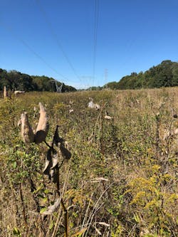 Common milkweed is shown in in the fall. Milkweed is the sole host plant to the monarch butterfly’s caterpillar, but keeping milkweed as part of the landscape is important to more than just monarch butterflies. Common milkweed is shown in in the fall. Milkweed is the sole host plant to the monarch butterfly’s caterpillar, but keeping milkweed as part of the landscape is important to more than just monarch butterflies.