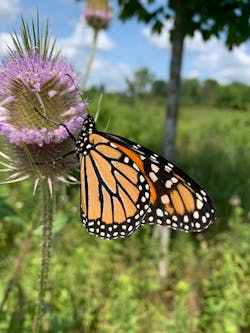 A monarch butterfly nectars on teasel.