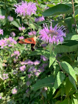 A hummingbird moth nectars on monarda. A hummingbird moth nectars on monarda.
