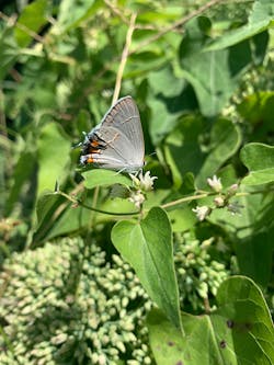 Img 3294 64418b49ae217 Img 3294 64418b49ae217