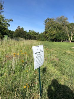 Coreopsis grows in a meadow restoration site along a gas line right-of-way recently enhanced with pollinator-friendly native plant species.