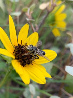 A leaf-cutter bee lands on a flower. A leaf-cutter bee lands on a flower.