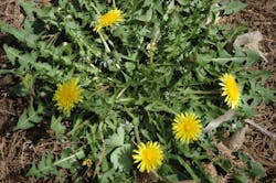 Viable dandelion seeds can germinate in as few as 10 days, allowing this broadleaf weed to multiply quickly in a variety of soils. Viable dandelion seeds can germinate in as few as 10 days, allowing this broadleaf weed to multiply quickly in a variety of soils.